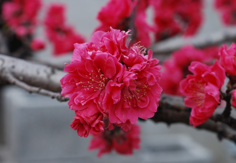 迎春桃花火樣紅