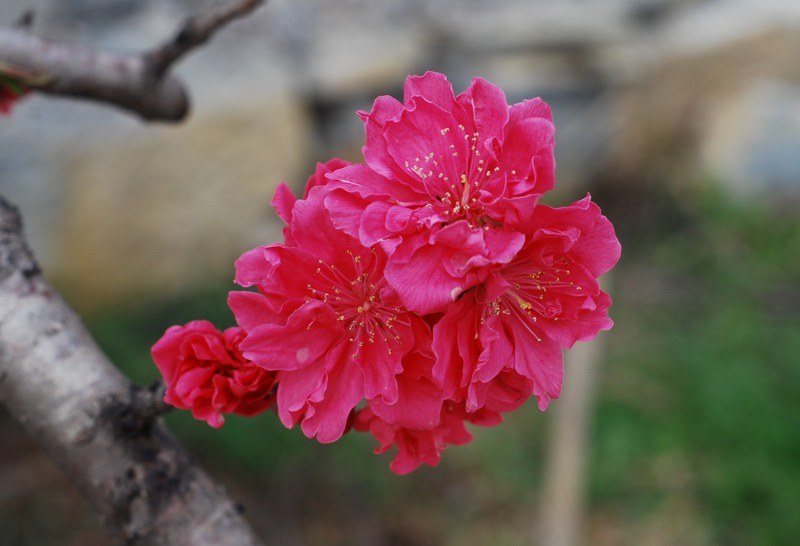 迎春桃花火樣紅