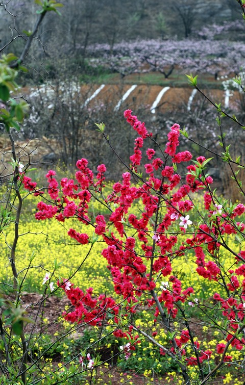 迎春桃花火樣紅