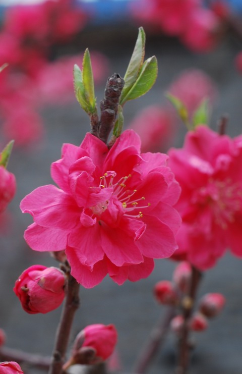 迎春桃花火樣紅