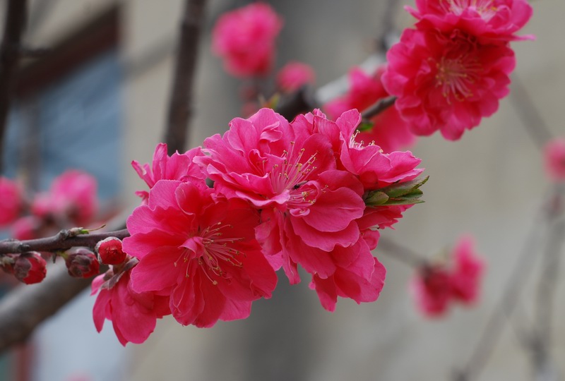 迎春桃花火樣紅