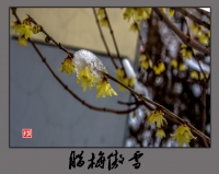 臘梅傲雪