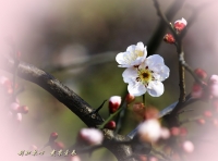 三月三日氣象新，淮水岸邊多麗人……2013年的梅花