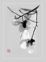 玉蘭花（黑白二幅）