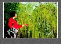 春風楊柳萬千條