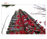 一夜春風花滿樓