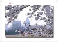 櫻花時節(jié)（合肥）四幅