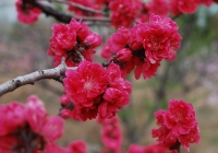 迎春桃花火樣紅