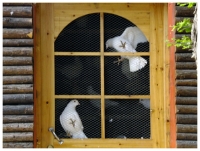 和平渴望藍(lán)天