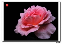 老千：花卉習作幾張