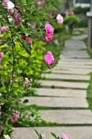 老千：“采”來的路邊野花