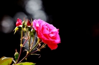 花兒為什么這么紅