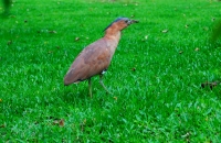 公園抓拍的鼠和鳥