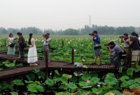 淮南影友聚焦焦崗湖荷花淀