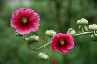 老千：花卉練習