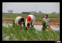 秧田里的老與小