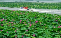 到焦崗湖賞花拍荷