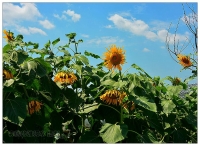 生態園的向日葵