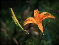 黃花菜（三幅）