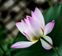 今年拍最后一組荷花