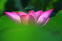 夏日拍荷（二）