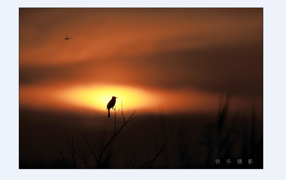 落日鳥