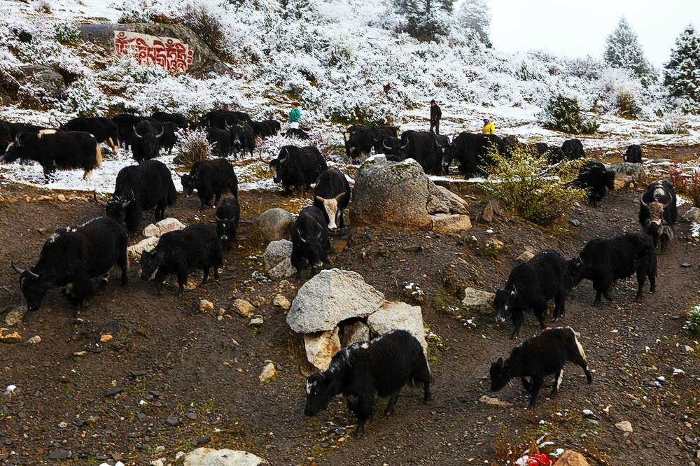 驢行川藏第一險(xiǎn)——翻越冰雪覆蓋的雀兒山(組照)