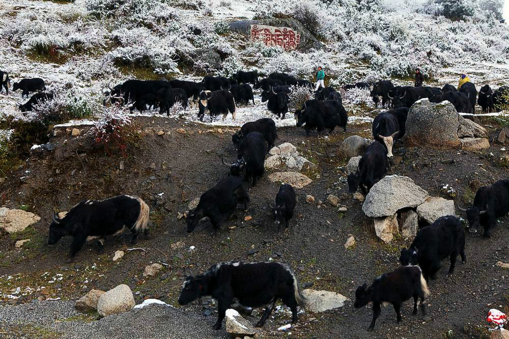 驢行川藏第一險(xiǎn)——翻越冰雪覆蓋的雀兒山(組照)