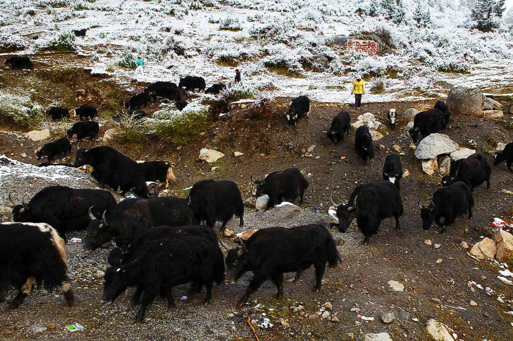 驢行川藏第一險(xiǎn)——翻越冰雪覆蓋的雀兒山(組照)