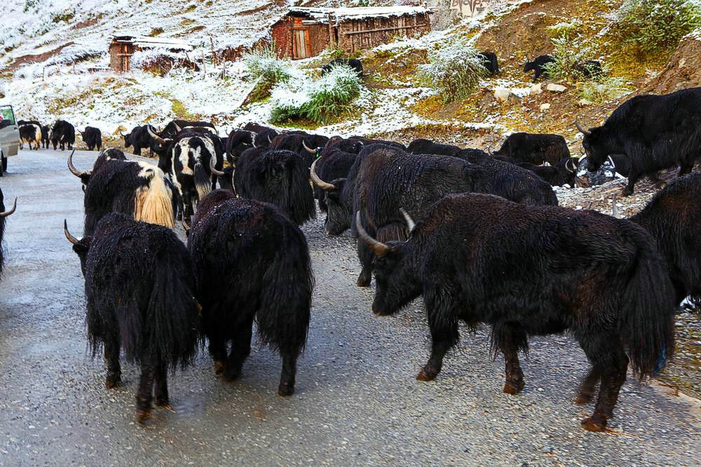 驢行川藏第一險(xiǎn)——翻越冰雪覆蓋的雀兒山(組照)