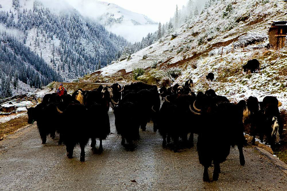 驢行川藏第一險(xiǎn)——翻越冰雪覆蓋的雀兒山(組照)