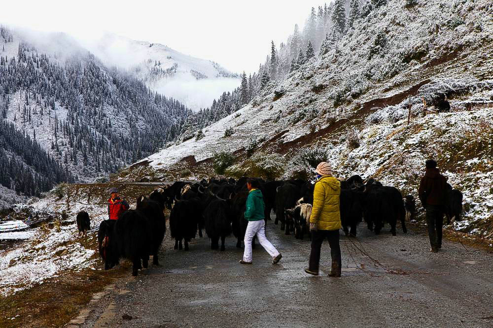 驢行川藏第一險(xiǎn)——翻越冰雪覆蓋的雀兒山(組照)