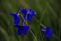 草原上的藍色花兒 