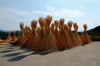 金寨山鄉(xiāng)拾零
