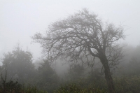 霧中的風(fēng)景