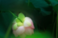 云雨流清韻，芙蕖約嘉祥。