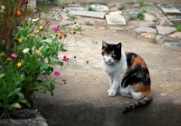 拉卜楞的小花貓