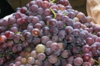 誰不夸我紅光村葡萄就是好，穿衣打傘真綠色