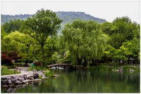 杭州植物園掠影（一）