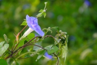 牽牛花開映朝陽