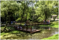 杭州植物園掠影（二）