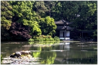 杭州植物園掠影（四）