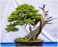 盆景集錦（一）