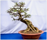 盆景集錦（二）