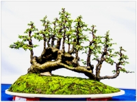 盆景集錦（三）