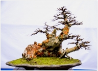 盆景集錦（四）