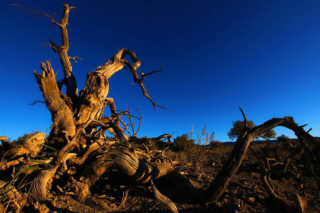 巍然屹立·不朽的胡楊