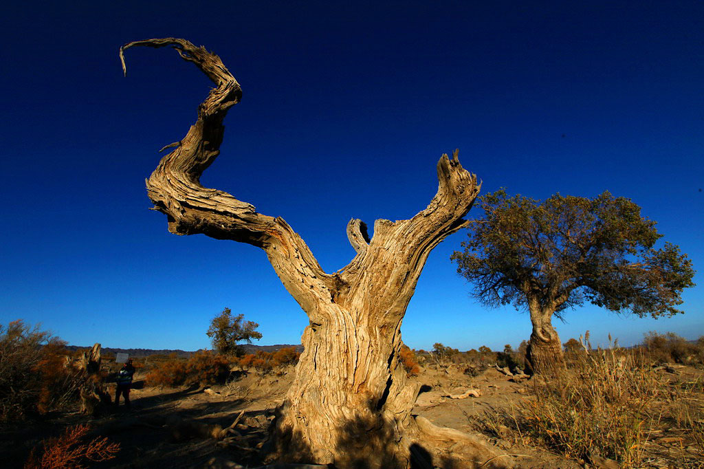 巍然屹立·不朽的胡楊