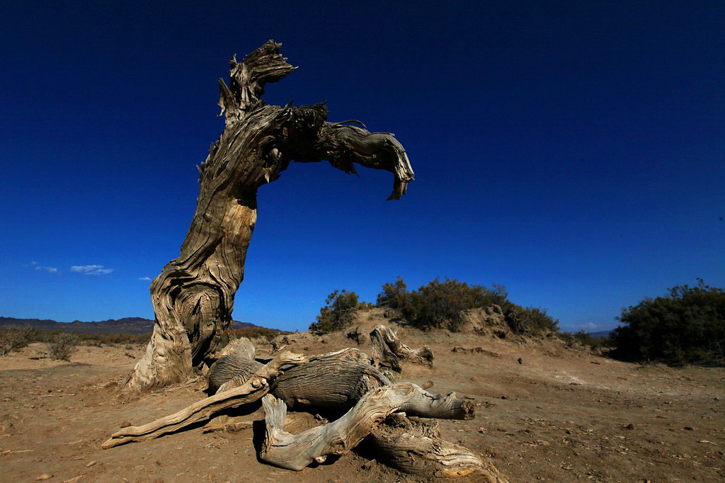巍然屹立·不朽的胡楊