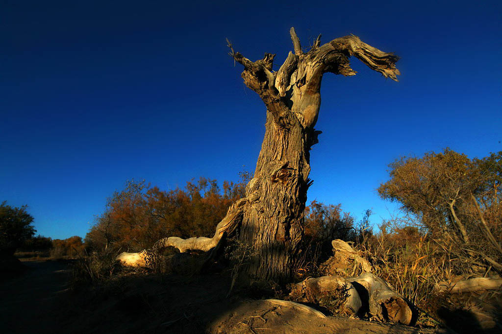 巍然屹立·不朽的胡楊